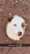 maddybelletv Altpins Profile Picture