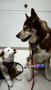 maddybelletv Altpins Profile Picture