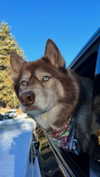 maddybelletv Altpins Profile Picture