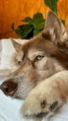 maddybelletv Altpins Profile Picture