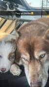 maddybelletv Altpins Profile Picture