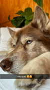 maddybelletv Altpins Profile Picture