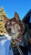 maddybelletv Altpins Profile Picture