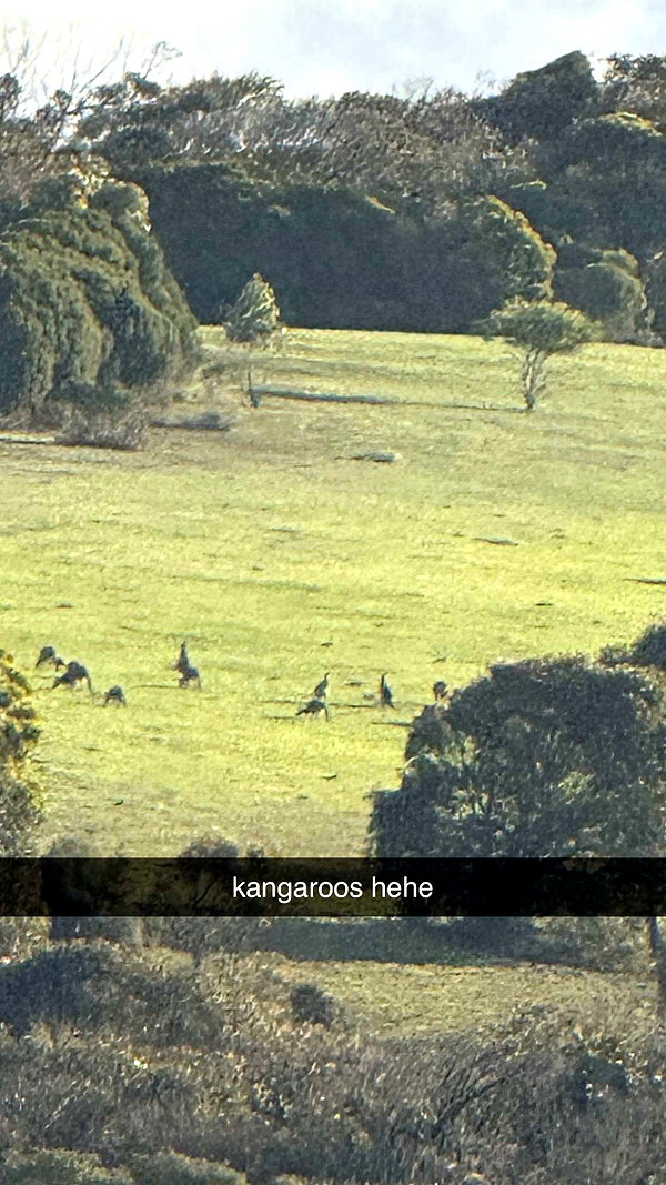 maidibear snapchat image archive image