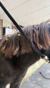 maidibear Altpins Profile Picture