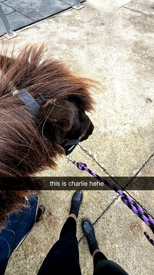 maidibear snapchat image archive image