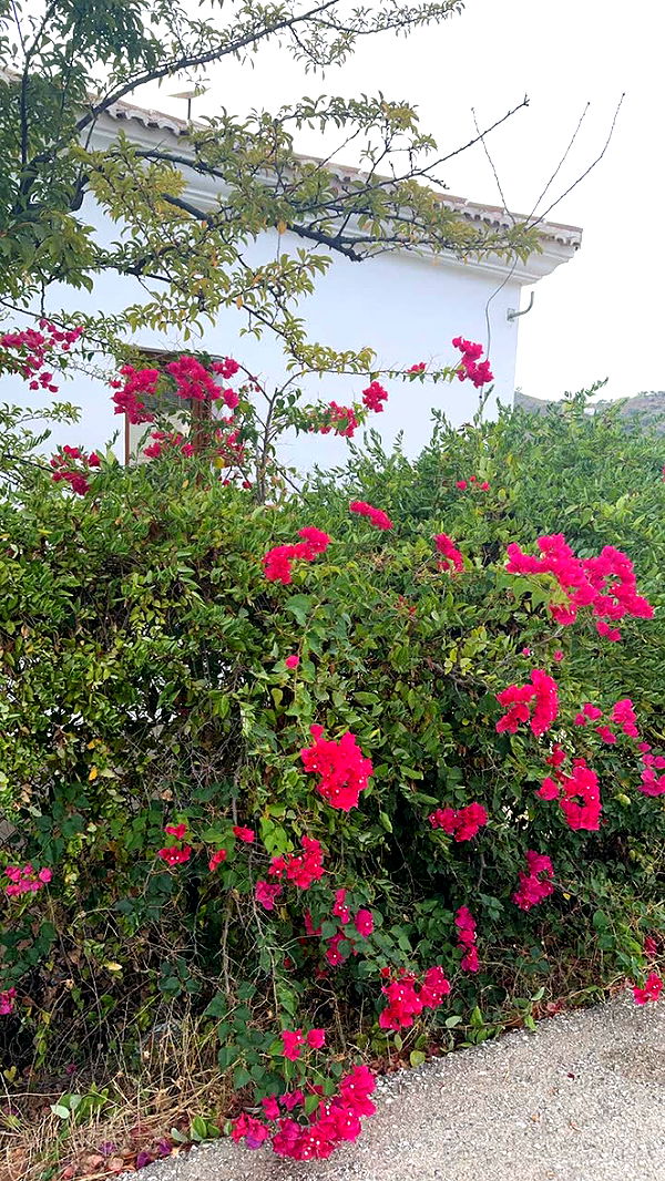 mathilda_bergs image ~ Altpins