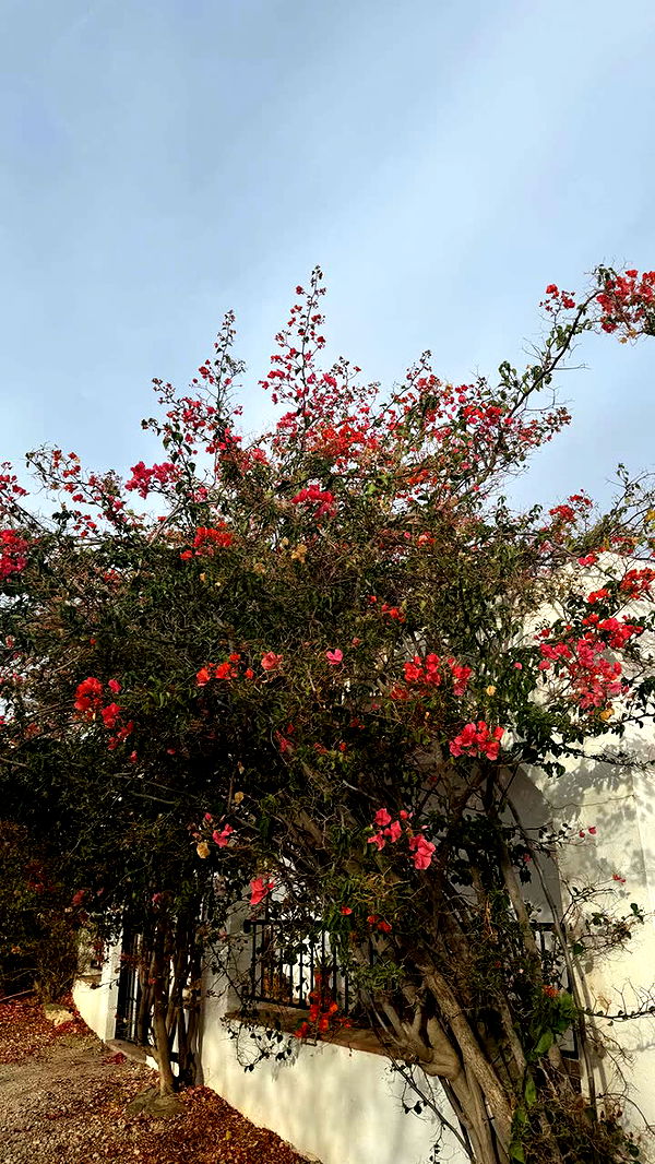 mathilda_bergs image ~ Altpins