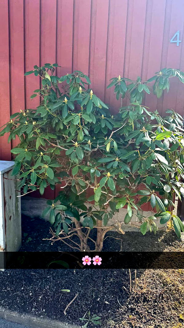 mathilda_bergs image ~ Altpins