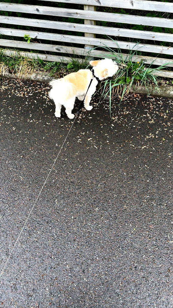 mathilda_bergs image ~ Altpins