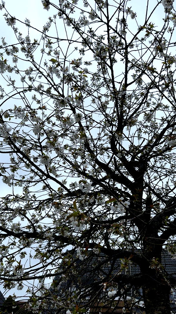 mathilda_bergs image ~ Altpins