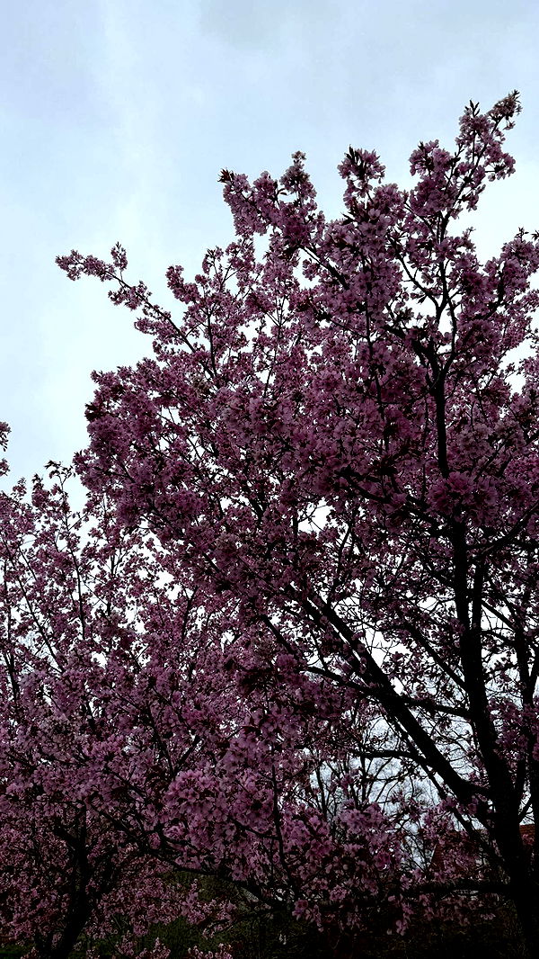 mathilda_bergs image ~ Altpins