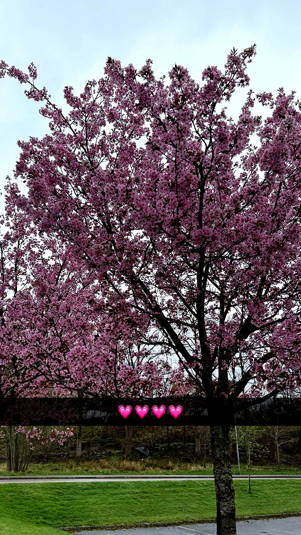 mathilda_bergs image ~ Altpins