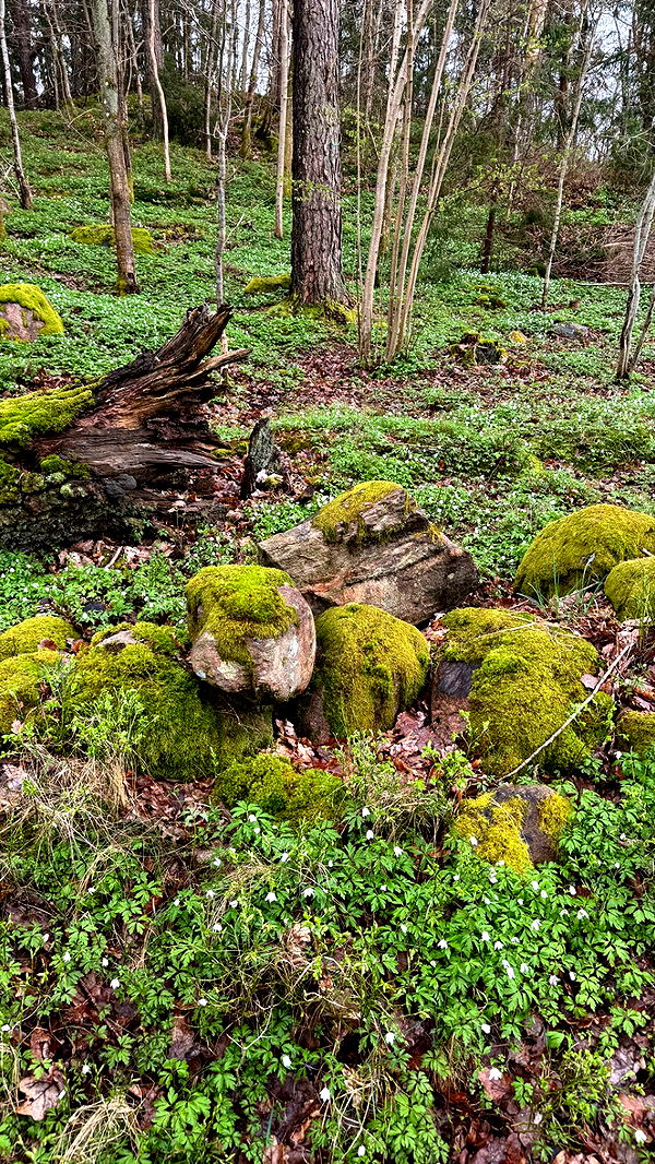 mathilda_bergs image ~ Altpins