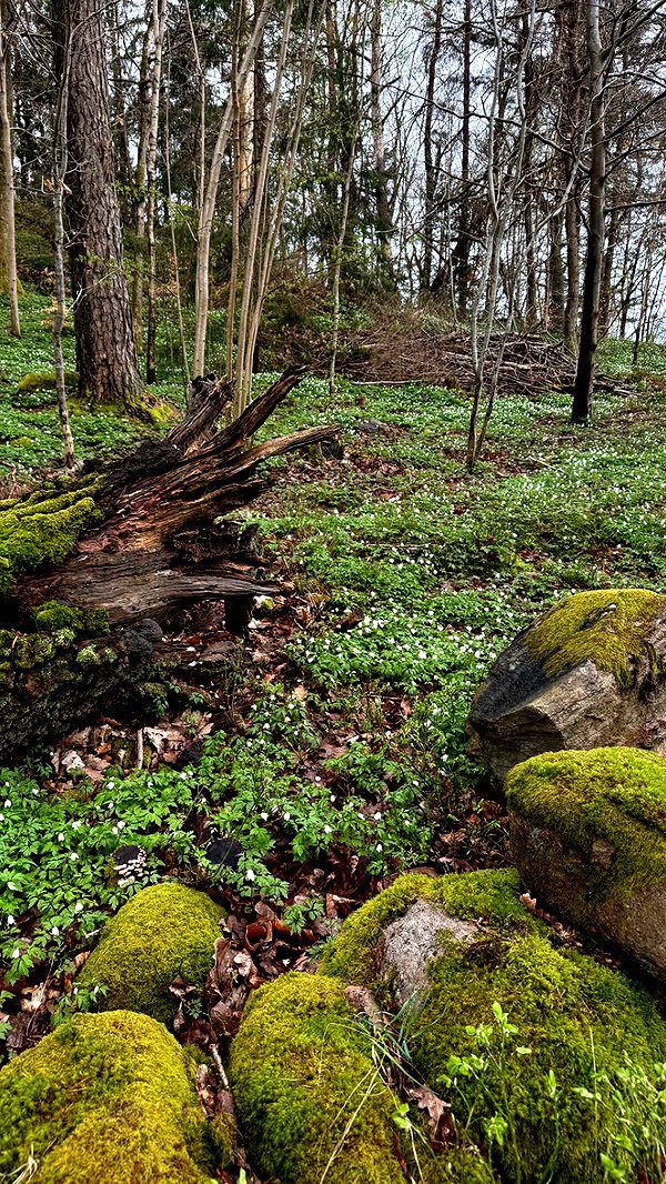 mathilda_bergs image ~ Altpins