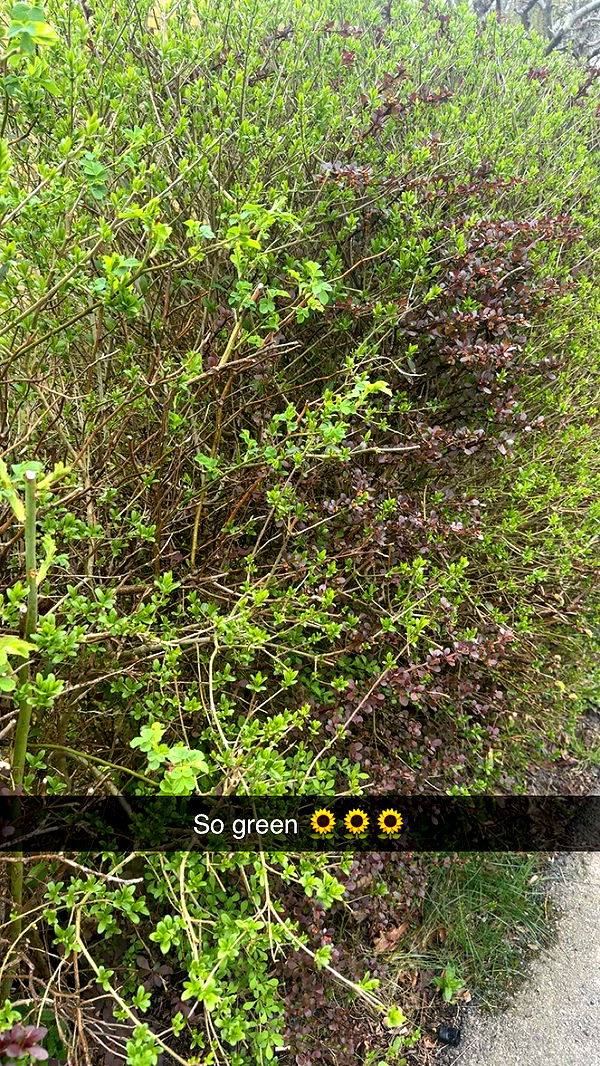 mathilda_bergs image ~ Altpins