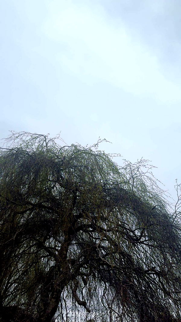 mathilda_bergs image ~ Altpins