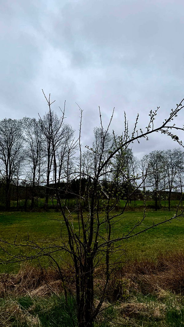 mathilda_bergs image ~ Altpins