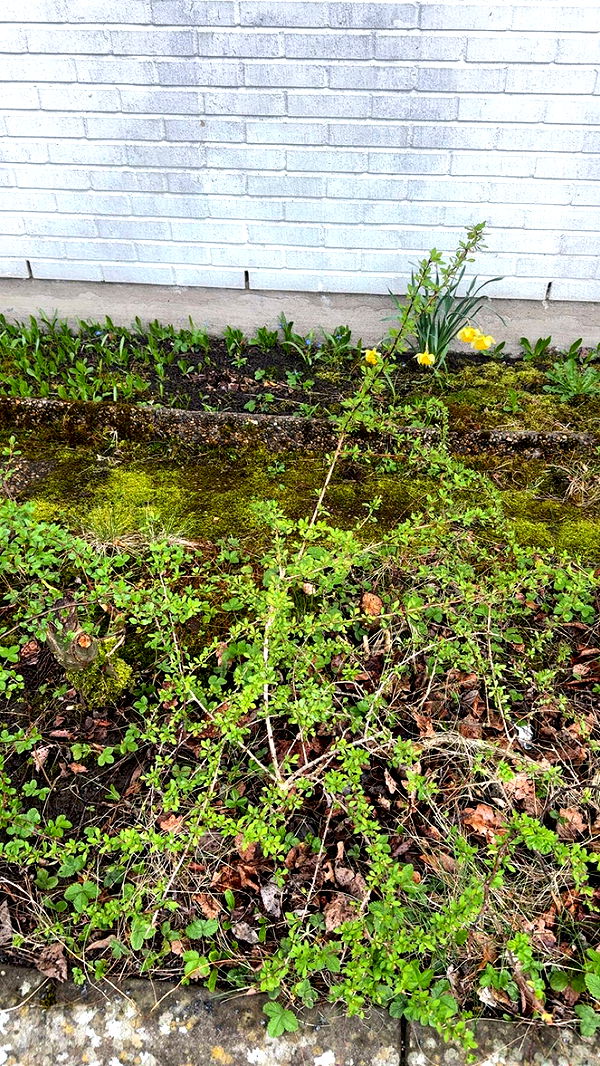 mathilda_bergs image ~ Altpins