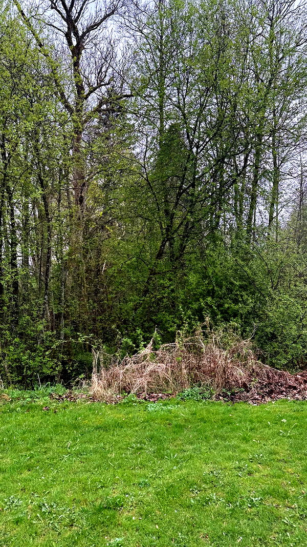 mathilda_bergs image ~ Altpins