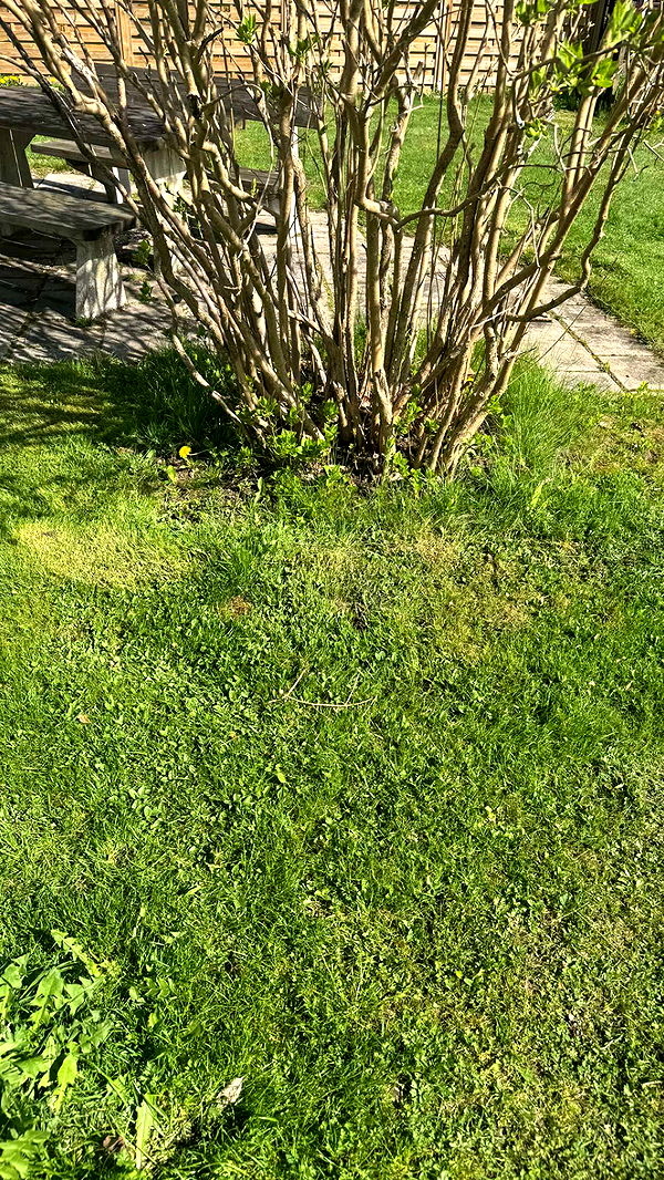 mathilda_bergs image ~ Altpins