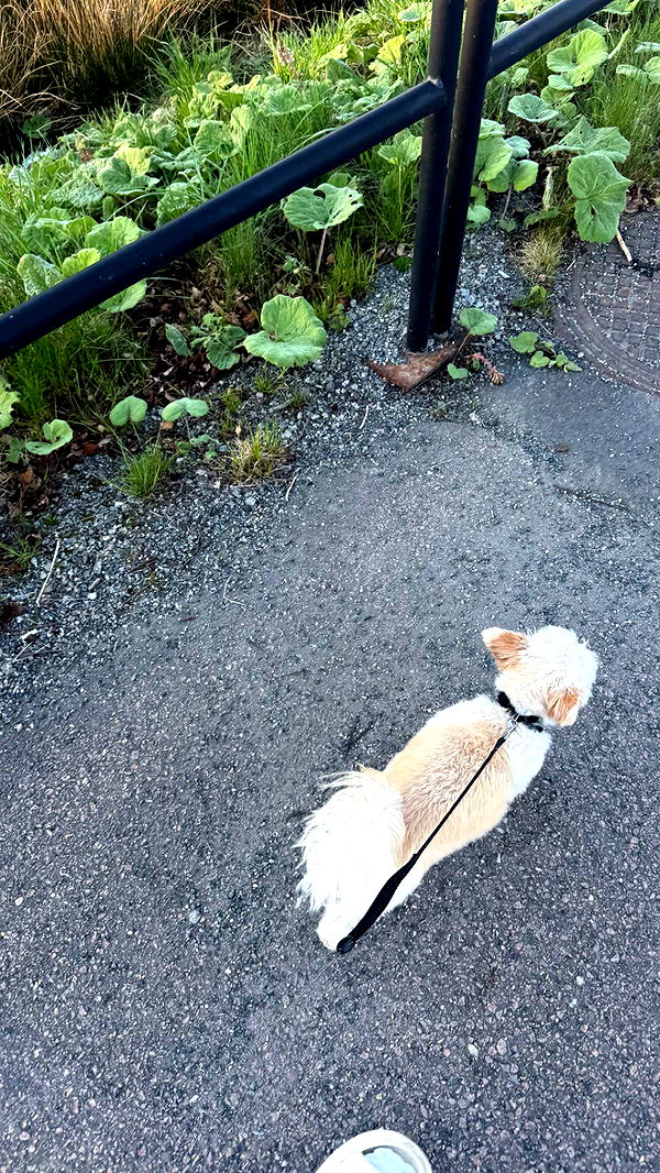 mathilda_bergs image ~ Altpins