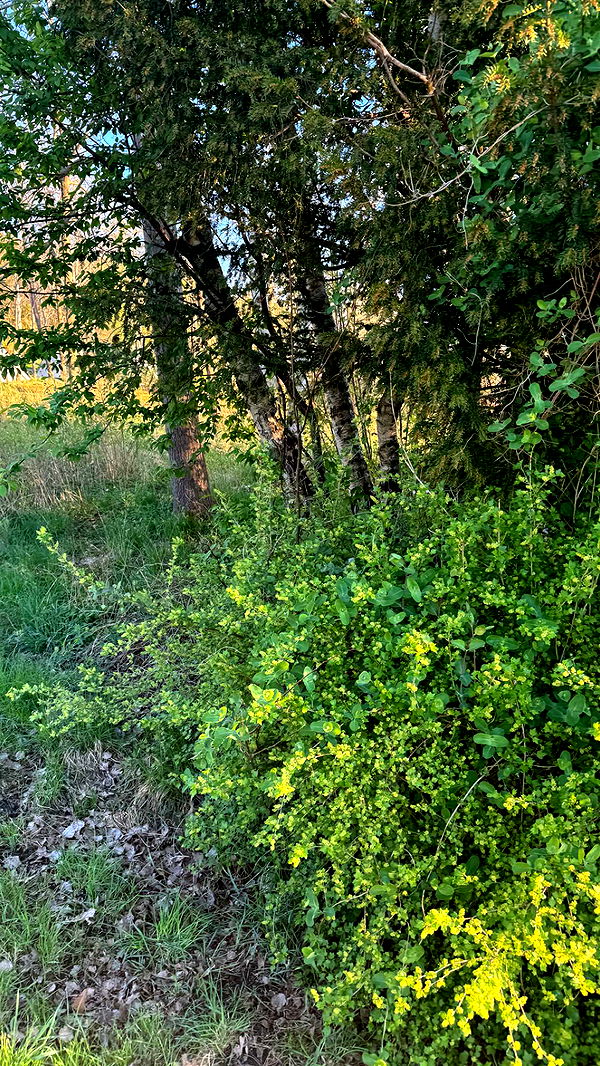 mathilda_bergs image ~ Altpins