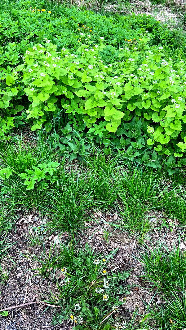 mathilda_bergs image ~ Altpins