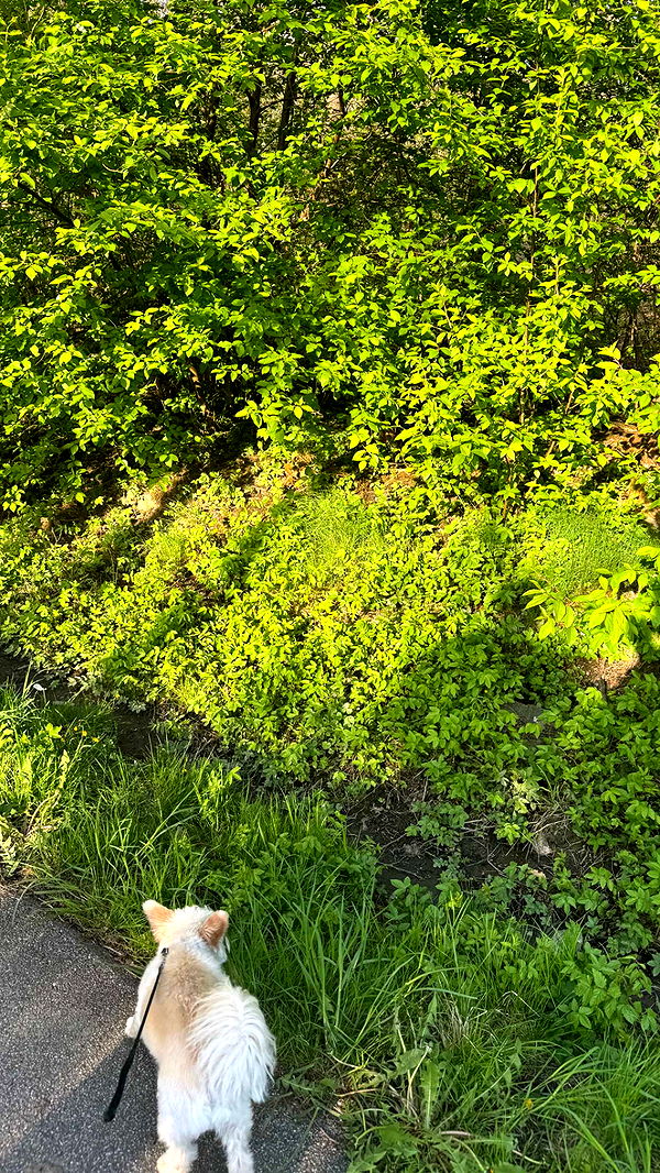 mathilda_bergs image ~ Altpins