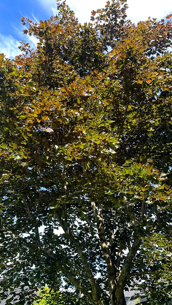 mathilda_bergs image ~ Altpins