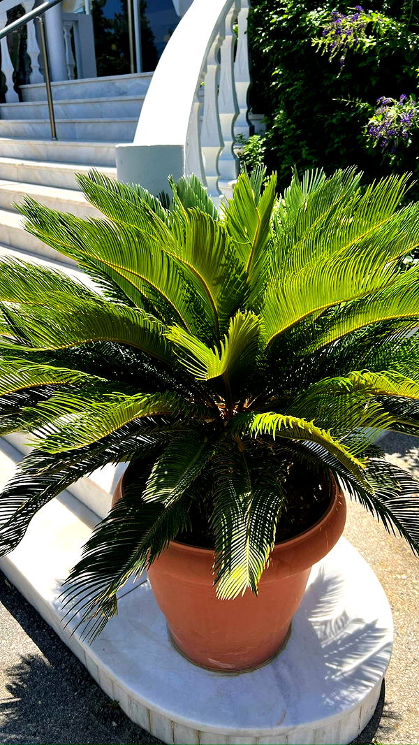 mathilda_bergs image ~ Altpins