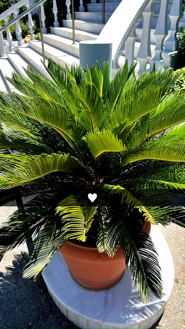 mathilda_bergs image ~ Altpins