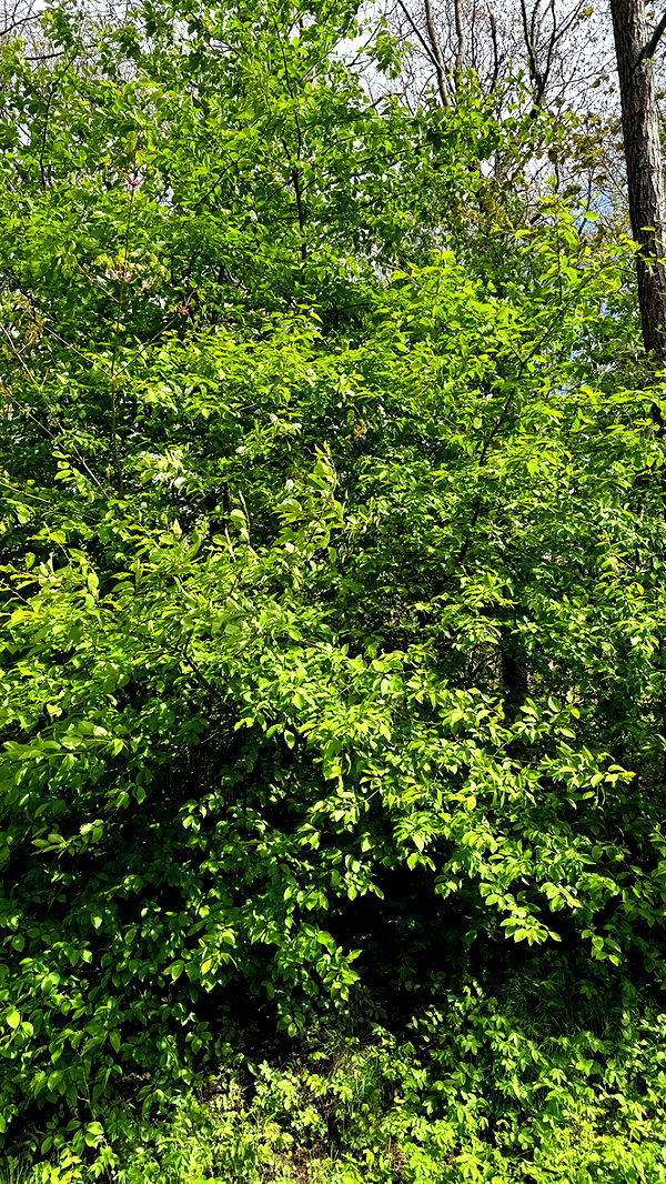 mathilda_bergs image ~ Altpins