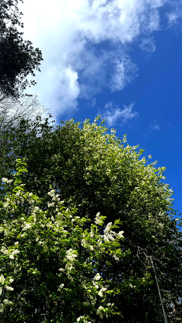 mathilda_bergs image ~ Altpins