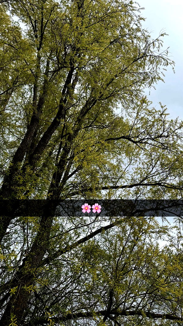 mathilda_bergs image ~ Altpins