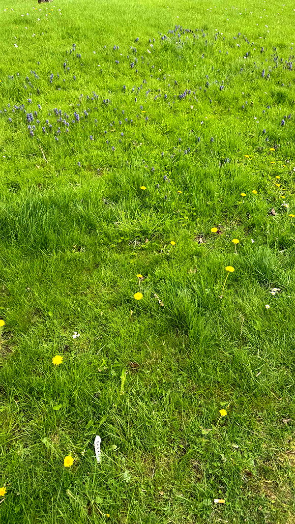 mathilda_bergs image ~ Altpins