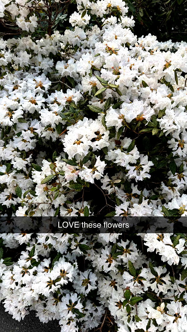 mathilda_bergs image ~ Altpins