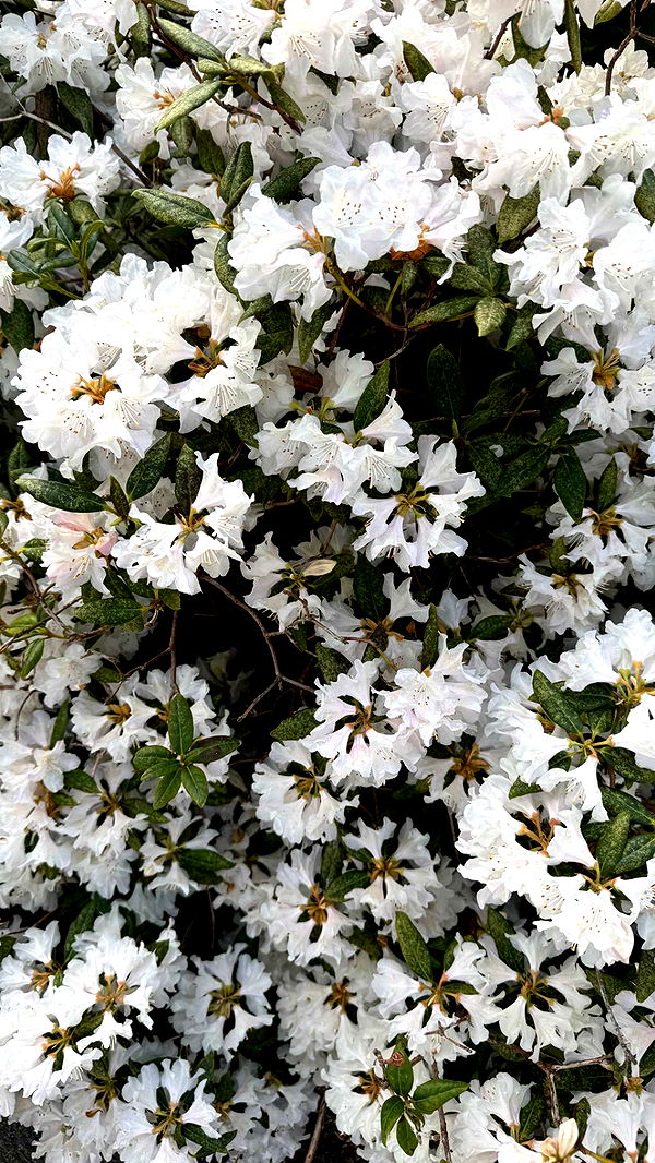 mathilda_bergs image ~ Altpins