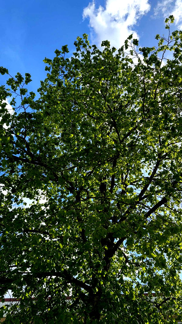 mathilda_bergs image ~ Altpins