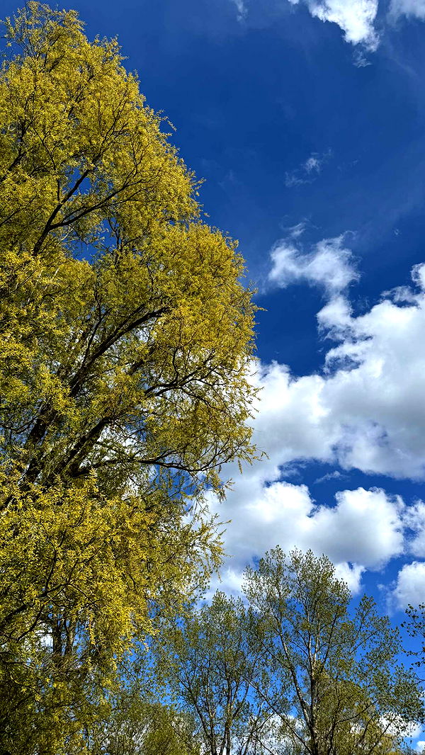 mathilda_bergs image ~ Altpins