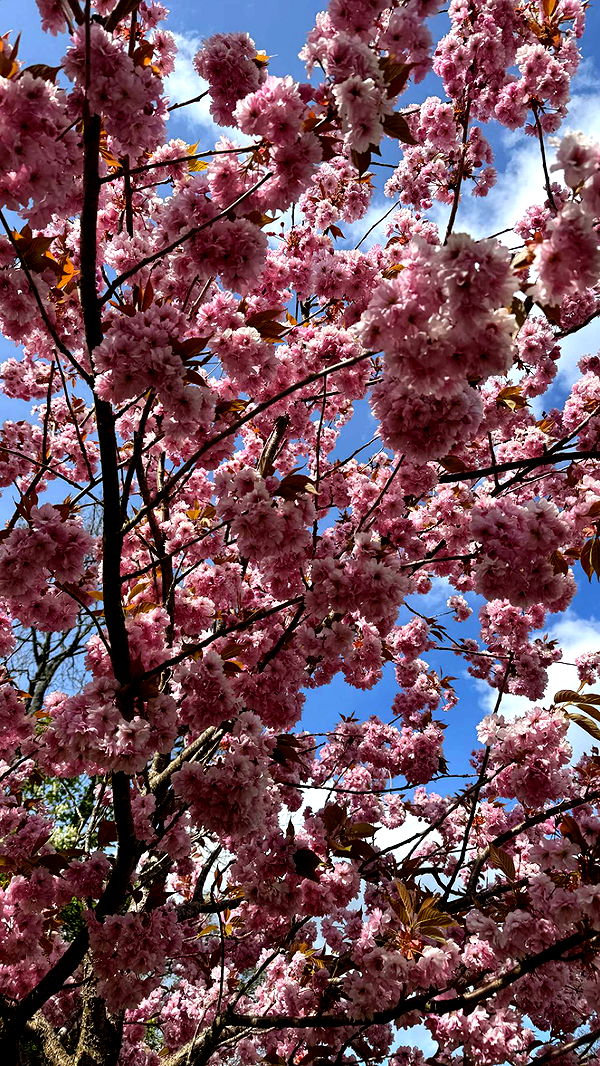 mathilda_bergs image ~ Altpins