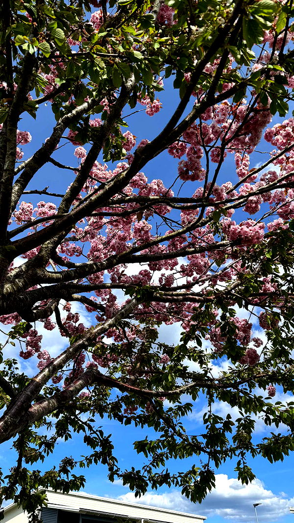 mathilda_bergs image ~ Altpins