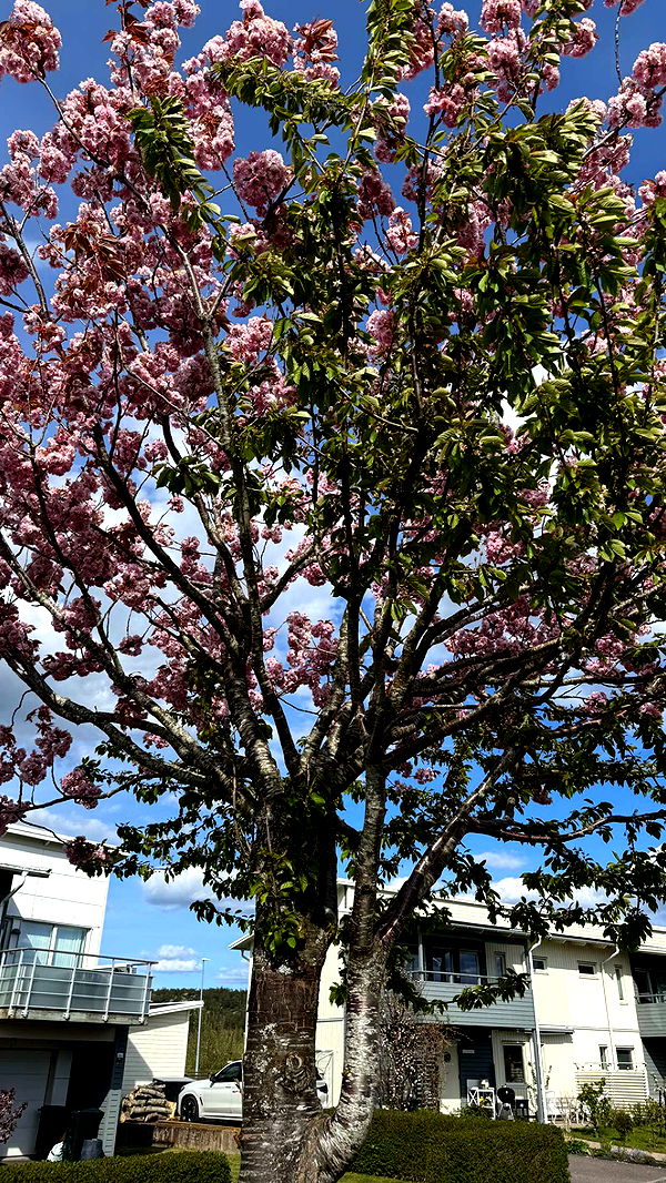 mathilda_bergs image ~ Altpins