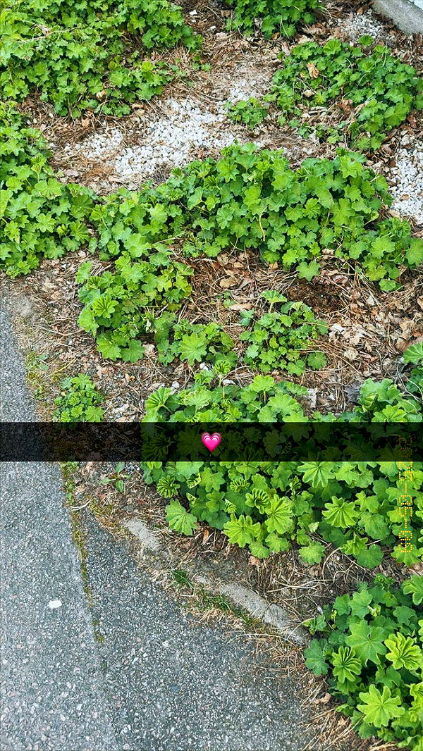 mathilda_bergs image ~ Altpins