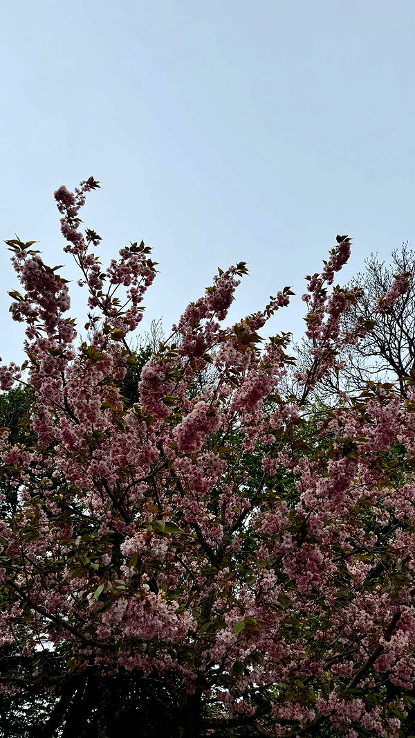 mathilda_bergs image ~ Altpins