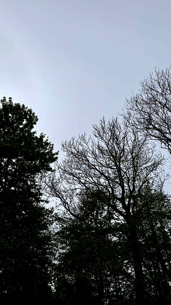 mathilda_bergs image ~ Altpins