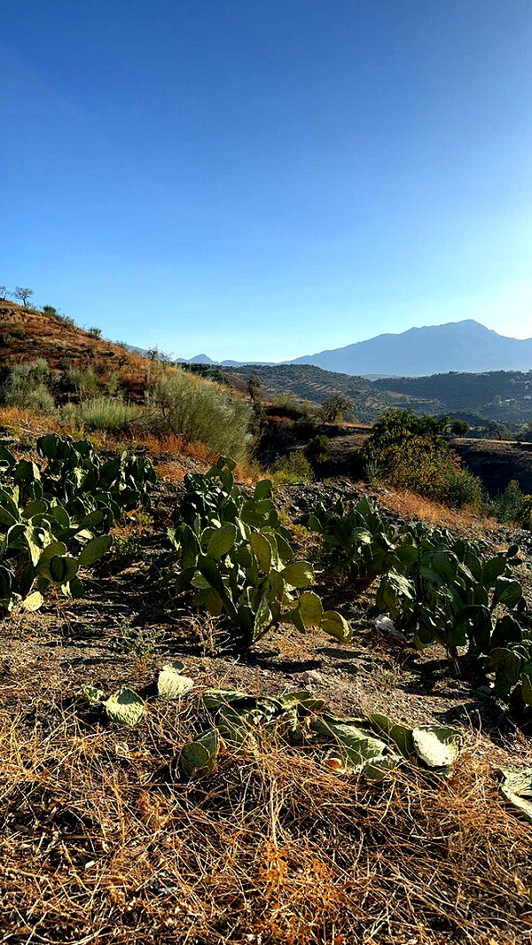 mathilda_bergs image ~ Altpins