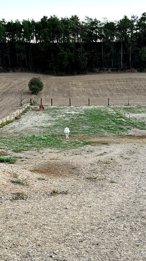 mathilda_bergs image ~ Altpins