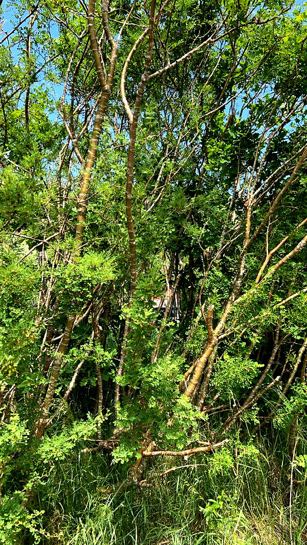 mathilda_bergs image ~ Altpins