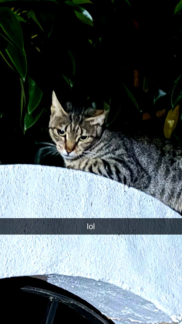 mathilda_bergs image ~ Altpins